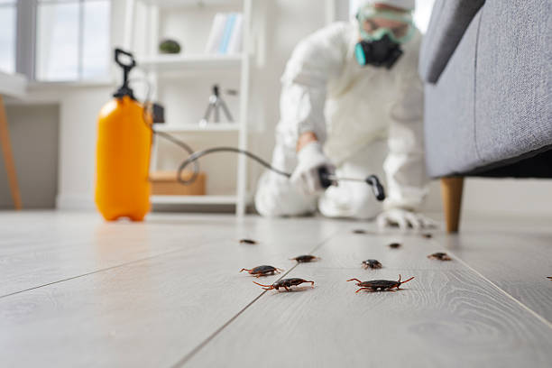 Affordable Ant Control solutions in Jeffersonville, OH